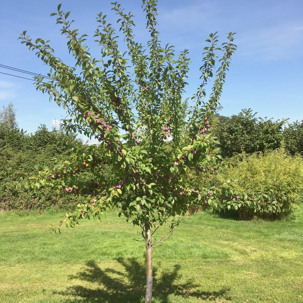 Victoria Plum Tree Roots Plants victoria-plum-tree-roots-plants