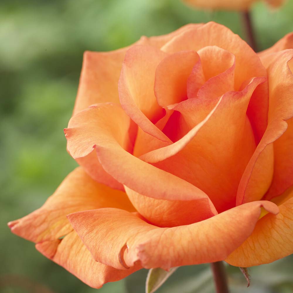 'Scent from Heaven' Climbing Rose Roots Plants