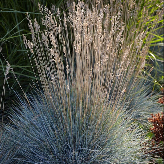 Festuca glauca Perennial Bedding
