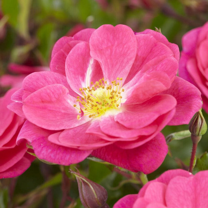 A Rose for Heather' Climbing Rose Shrubs