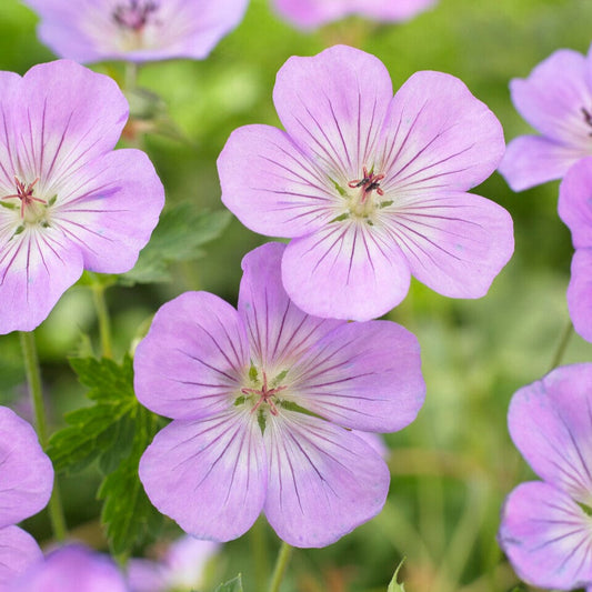 Geranium 'Azure Rush' Perennial Bedding