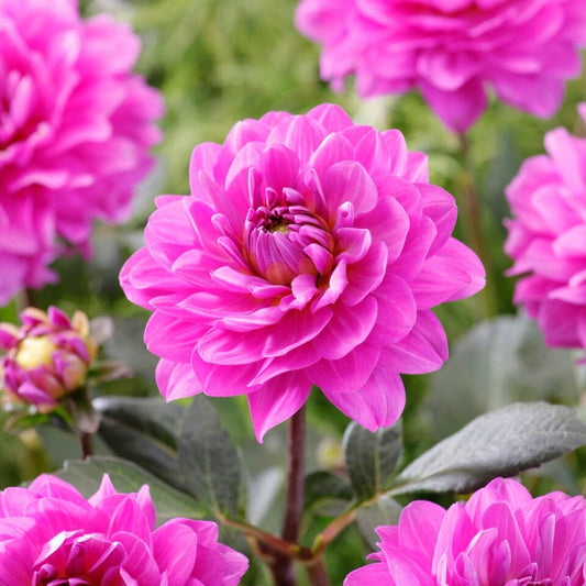 Dahlia 'Karma Lagoon' Perennial Bedding