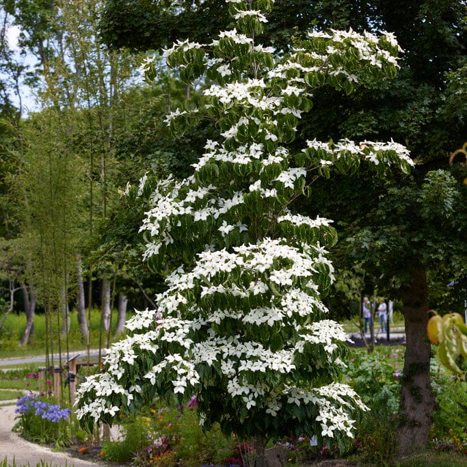 White kousa dogwood hotsell