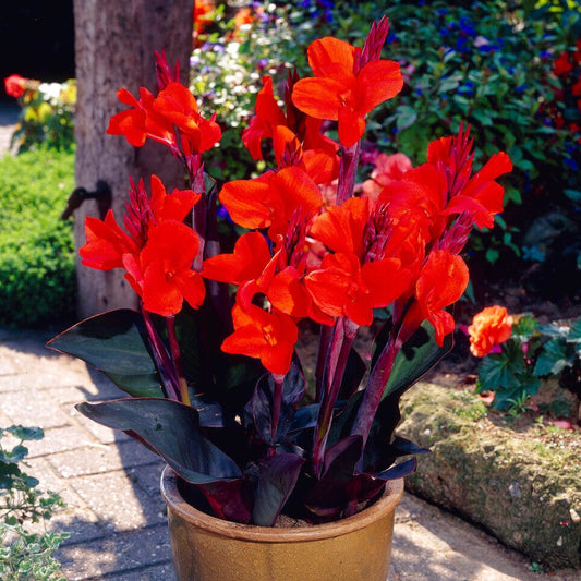 Canna 'Cannova Bronze Scarlet' Perennial Bedding