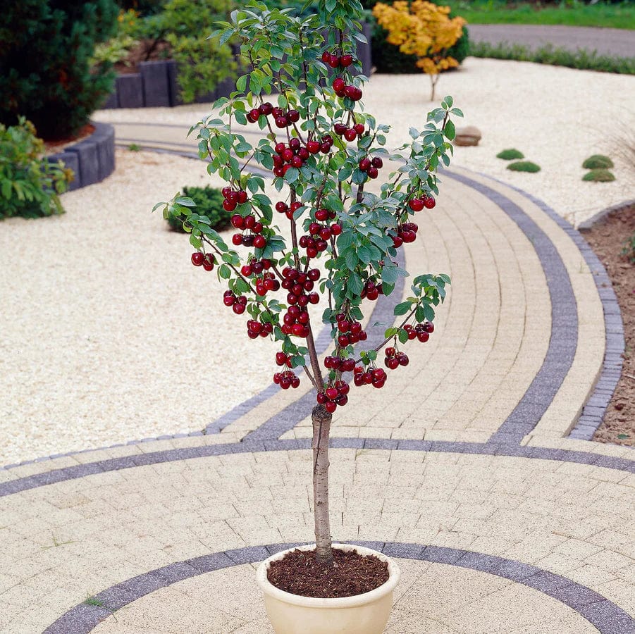 Best Patio Fruit Trees Growers' Choice Roots Plants