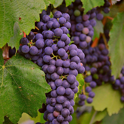 90cm 'Regent' Grape Vine | 3L Pot Soft Fruit