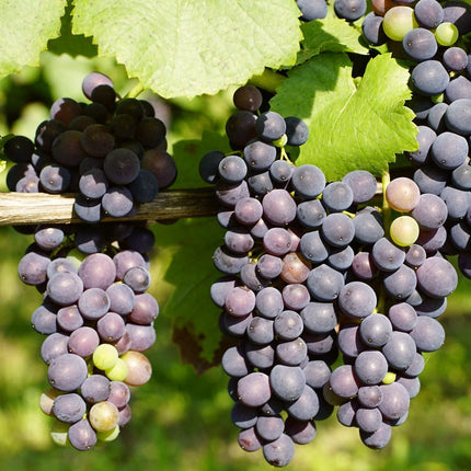 90cm 'Regent' Grape Vine | 3L Pot Soft Fruit