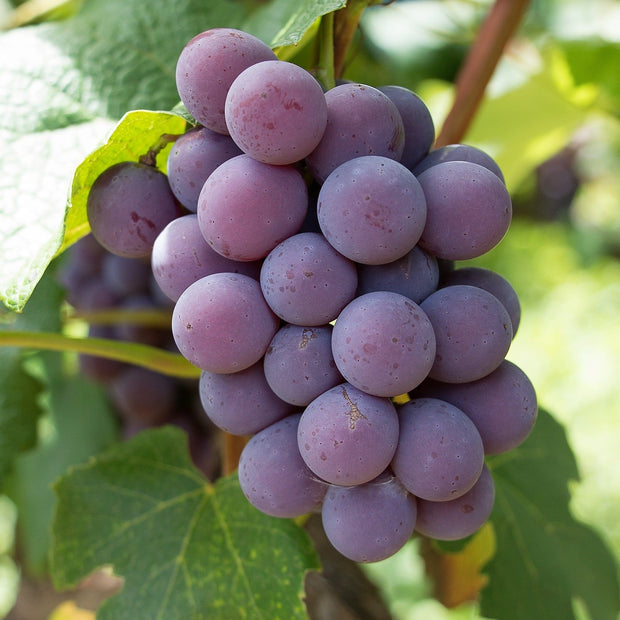 90cm 'Strawberry' Grape Vine | 3L Pot Soft Fruit
