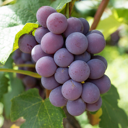 90cm 'Strawberry' Grape Vine | 3L Pot Soft Fruit