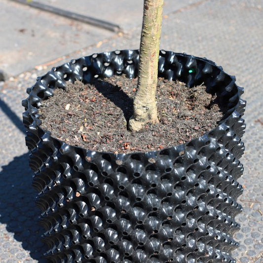 Mature tree in airpot