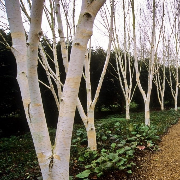 Anglesey Abbey - February Garden of the Month