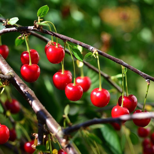 Cherries on a branch