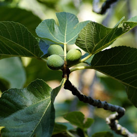 Fig fruits on fig tree