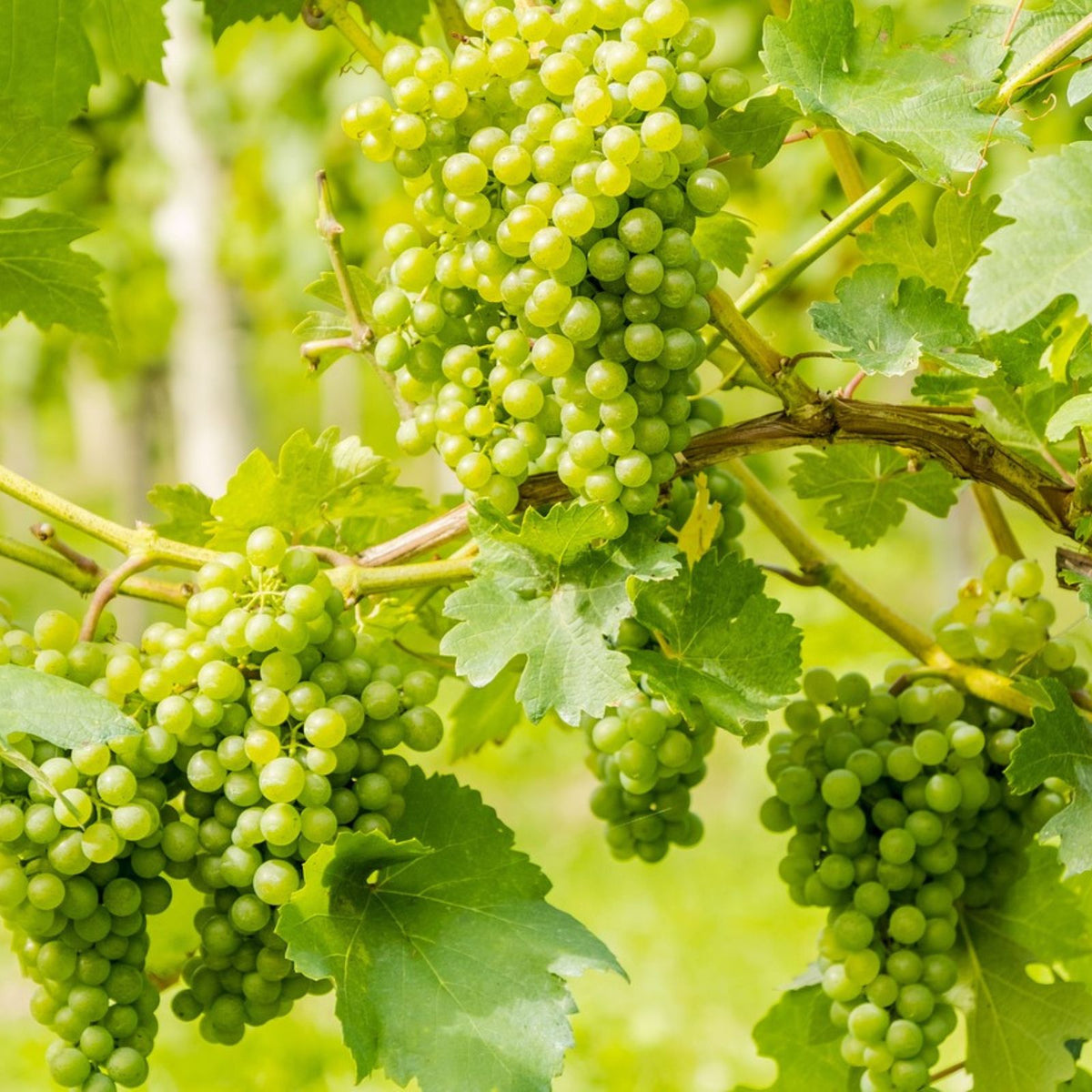 Are Grapes Good for You? Roots Plants