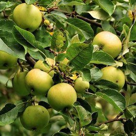 Green apples on a tree