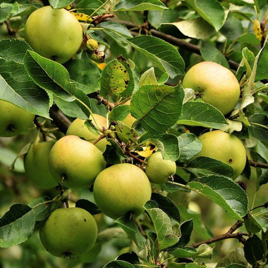 Green apples on a tree