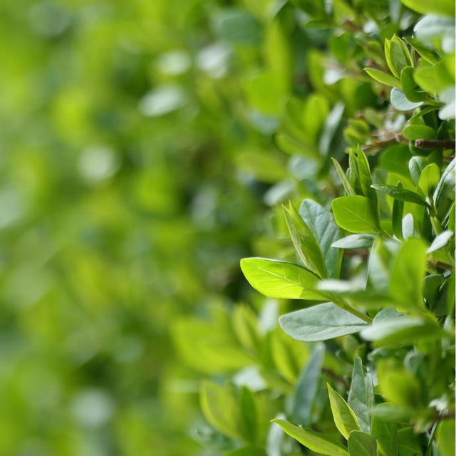Privet