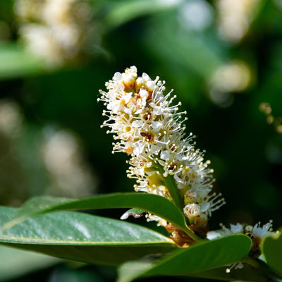Best Evergreen Shrubs
