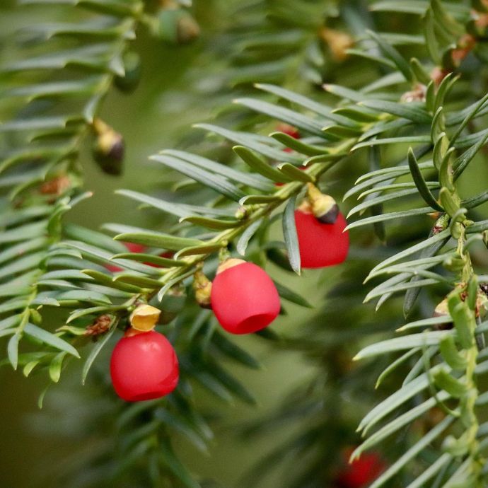 Best Evergreen Trees for UK Gardens