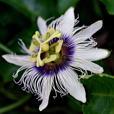 Best flowering climbers for your garden