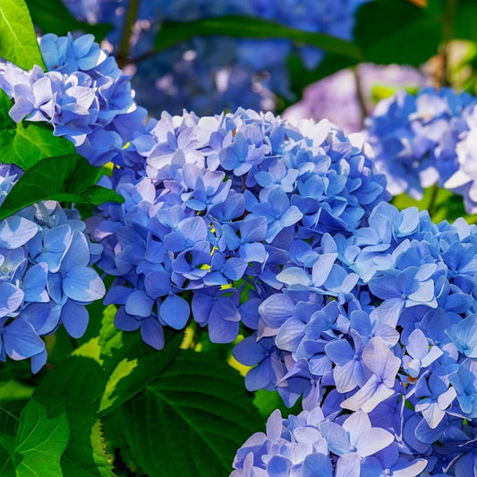 Blue hydrangeas