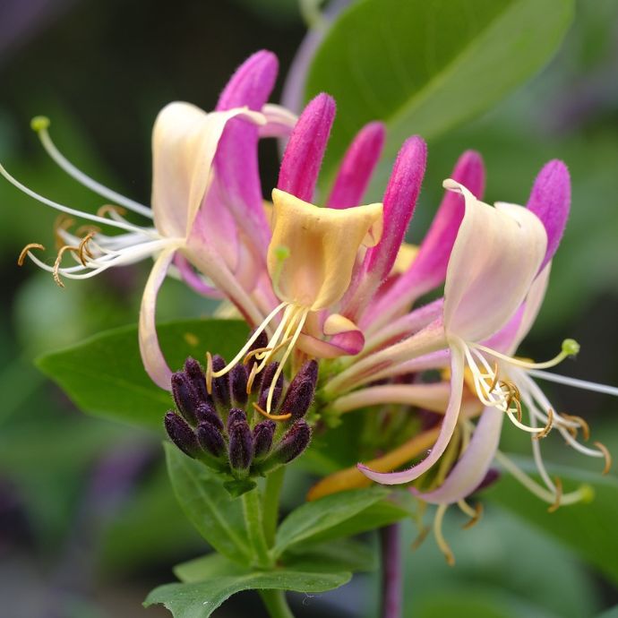 Pink and yellow honeysuckle