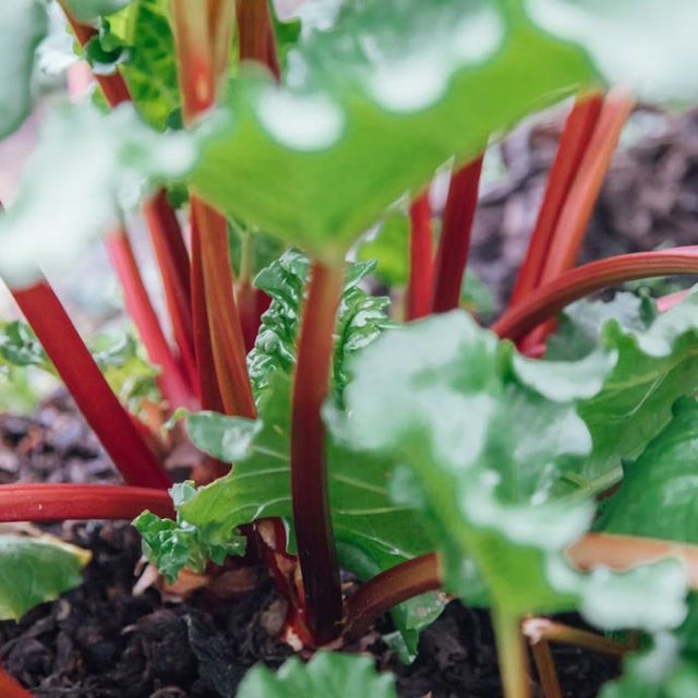 Rhubarb