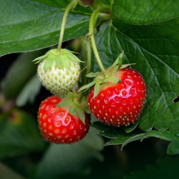 Strawberries close up