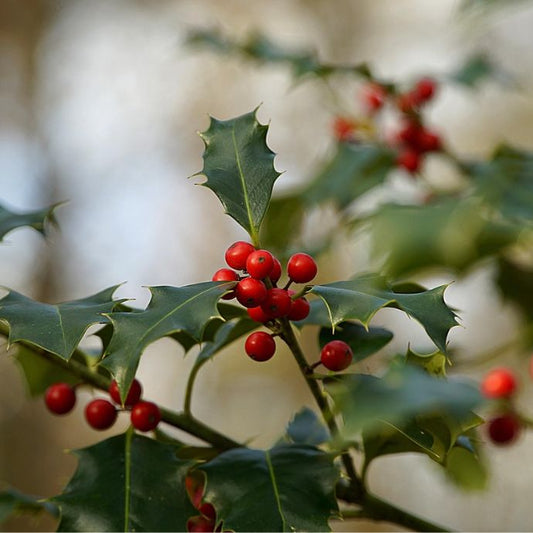 Holly tree