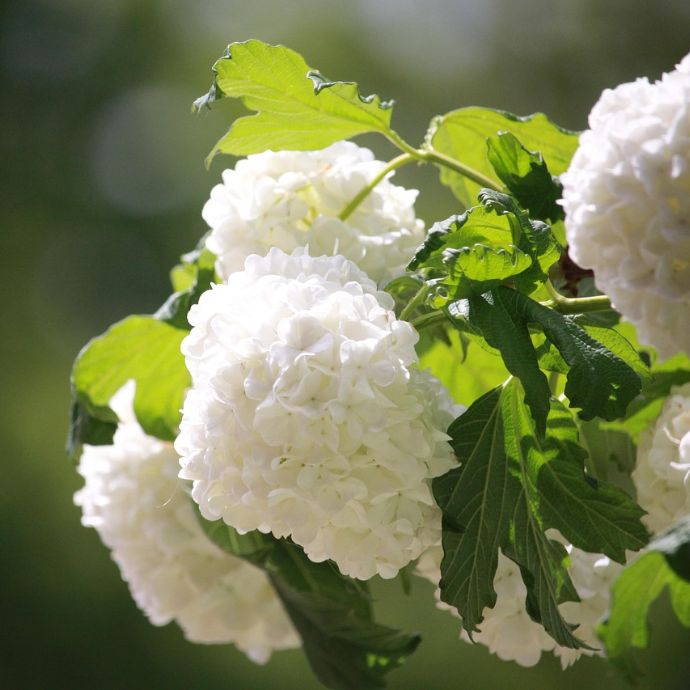 Best Types of Hydrangeas for Your Garden