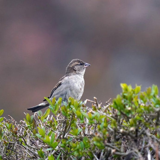 bird on hedge