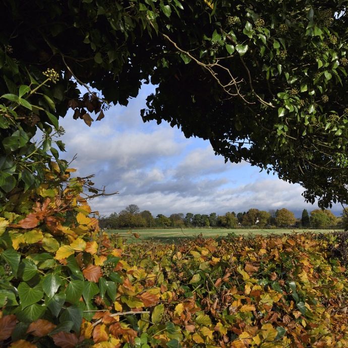 British Hedgerow Plants: Best Native Hedging Picks