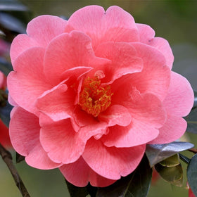 Pink camellia
