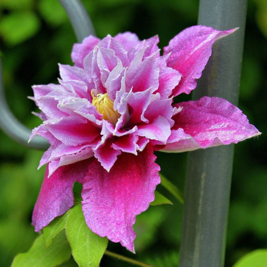 Pink clematis