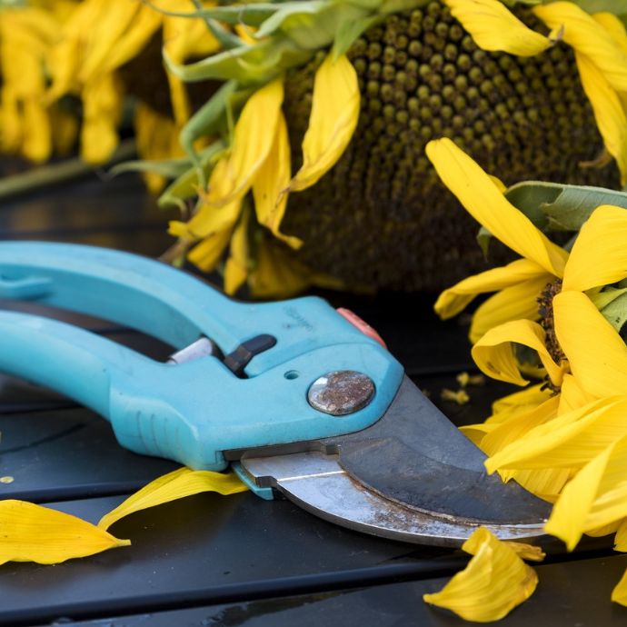 Deadheading Flowers: A Beginner's Guide