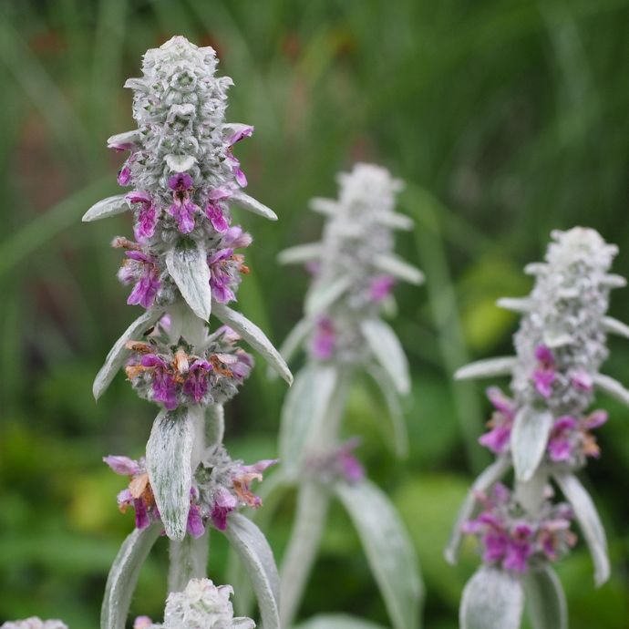 Drought-Resistant Plants for UK Gardens