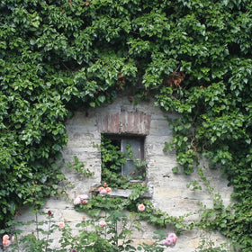 Top Evergreen Climbers