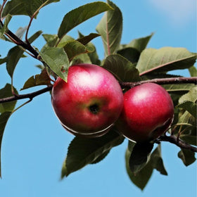 apple tree close up with apples