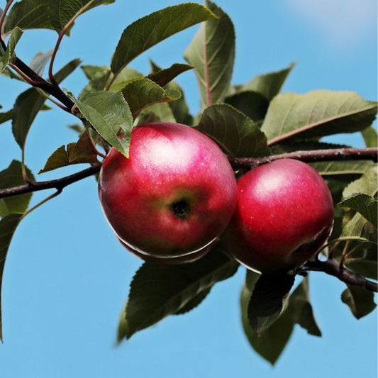 apple tree close up with apples