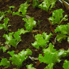 Lettuce plants