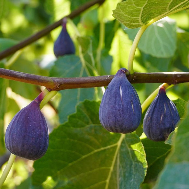 Fig tree with figs on