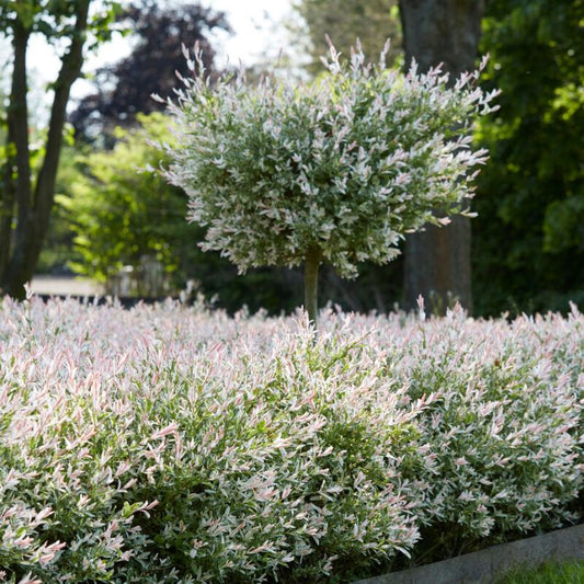 Flamingo willow