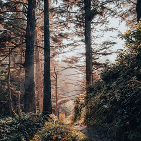 Forest bathed in sunlight