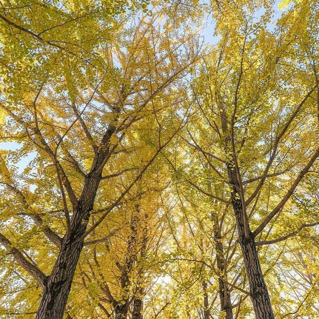 ginkgo tree facts