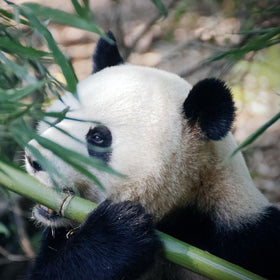 Panda eating bamboo