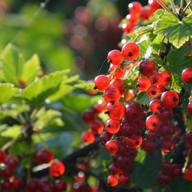 redcurrants growing on a bush