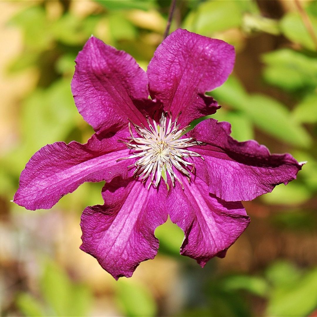 Growing Clematis in Pots