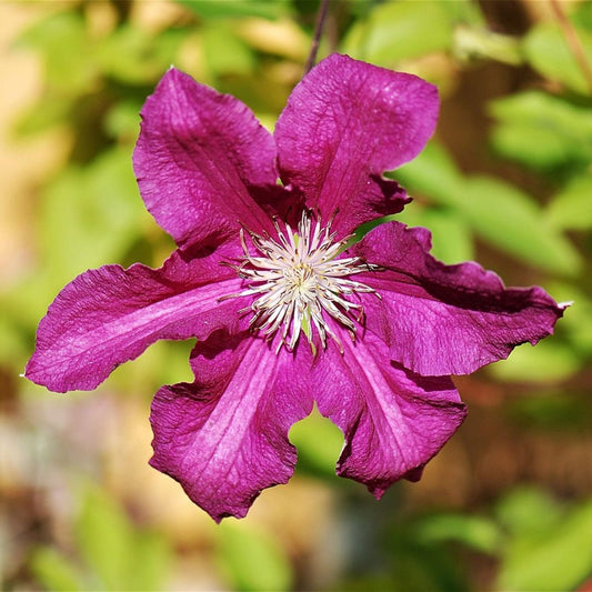 Deep purple clematis