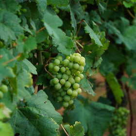 Growing Grapes in Pots: A Complete Guide