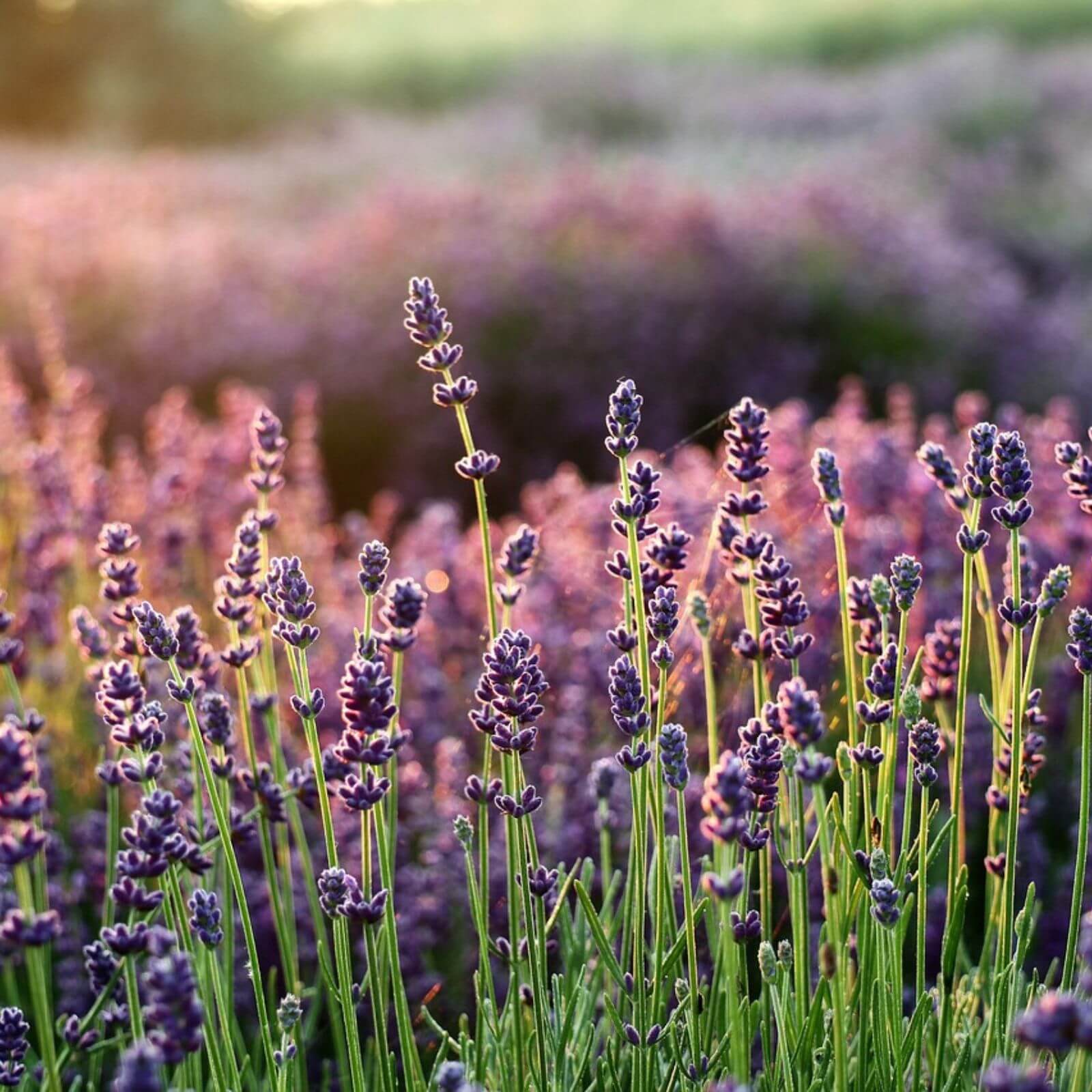 Pruning Lavender: UK Grower’s Guide